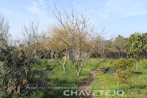 Tomt i Tomar, Santarem, Tomar - € 45 000 | Ref: 603/22 - foto 3