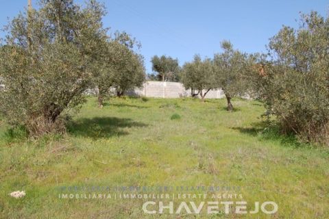Terra a Tomar, Santarem, Tomar - € 35.000 | Ref: 603/17 - foto 3