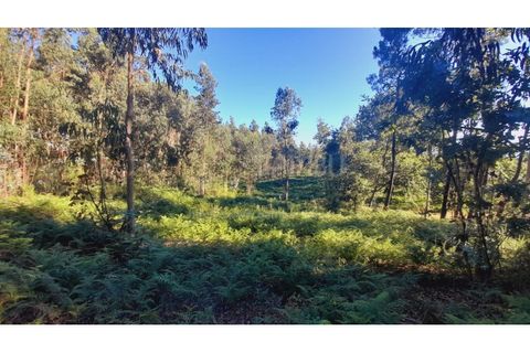 Terra a Gandra e Taiao, Viana do Castelo, Gandra e Taiao - € 25.000 | Ref: B2822 - foto 2