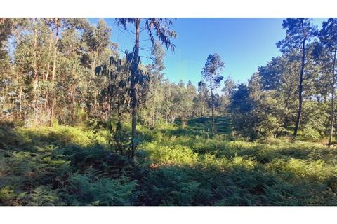 Terra a Gandra e Taiao, Viana do Castelo, Gandra e Taiao - € 25.000 | Ref: B2822 - foto 3