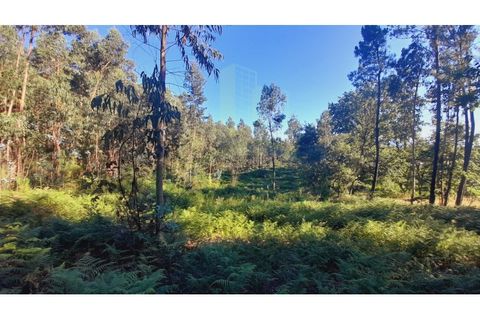 Terra a Gandra e Taiao, Viana do Castelo, Gandra e Taiao - € 25.000 | Ref: B2822 - foto 4