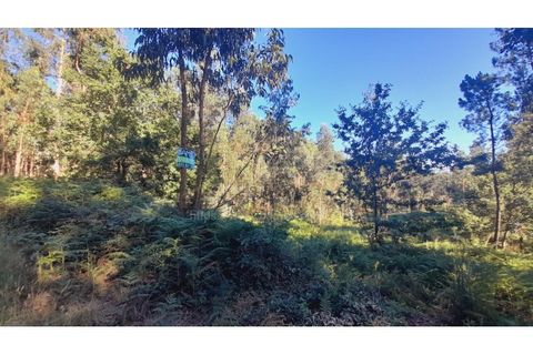 Terra a Gandra e Taiao, Viana do Castelo, Gandra e Taiao - € 25.000 | Ref: B2822 - foto 6
