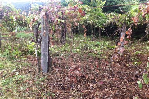 Helårsgrund i Venade e Azevedo, Viana do Castelo, Venade e Azevedo - € 32.500 | Ref: B1433 - foto 3