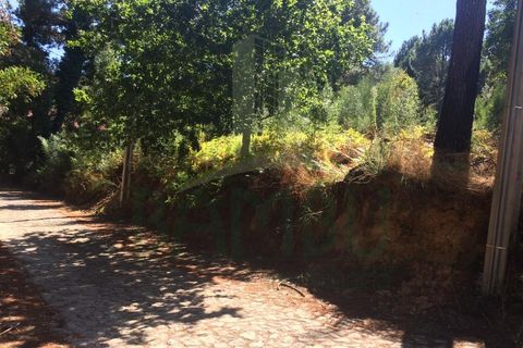 Tomt i Venade e Azevedo, Viana do Castelo, Venade e Azevedo - € 80 000 | Ref: B2101 - foto 4