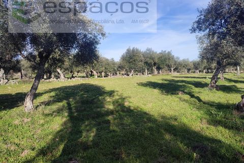Farm i Castelo Branco, Castelo Branco, Castelo Branco - € 31.000 | Ref: 3792/RR-EM - foto 12