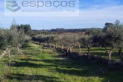 Farm i Castelo Branco, Castelo Branco, Castelo Branco - € 31.000 | Ref: 3792/RR-EM - foto 14