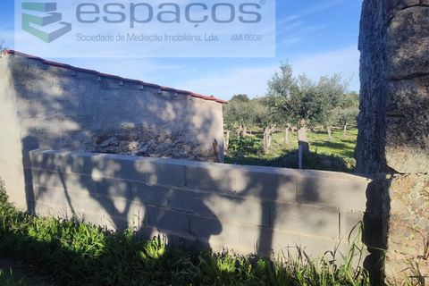 Farm i Castelo Branco, Castelo Branco, Castelo Branco - € 31.000 | Ref: 3792/RR-EM - foto 16