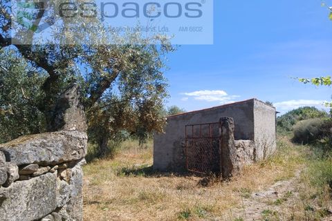 Farm i Castelo Branco, Castelo Branco, Castelo Branco - € 31.000 | Ref: 3792/RR-EM - foto 2