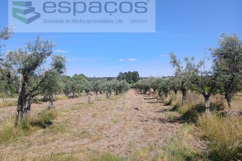 Farm i Castelo Branco, Castelo Branco, Castelo Branco - € 31.000 | Ref: 3792/RR-EM - foto 18