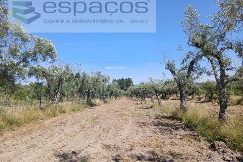 Farm i Castelo Branco, Castelo Branco, Castelo Branco - € 31.000 | Ref: 3792/RR-EM - foto 19