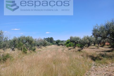 Farm i Castelo Branco, Castelo Branco, Castelo Branco - € 31.000 | Ref: 3792/RR-EM - foto 20