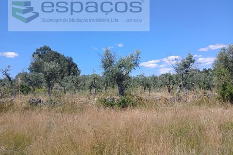 Farm i Castelo Branco, Castelo Branco, Castelo Branco - € 31.000 | Ref: 3792/RR-EM - foto 21