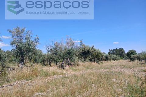 Farm i Castelo Branco, Castelo Branco, Castelo Branco - € 31.000 | Ref: 3792/RR-EM - foto 23
