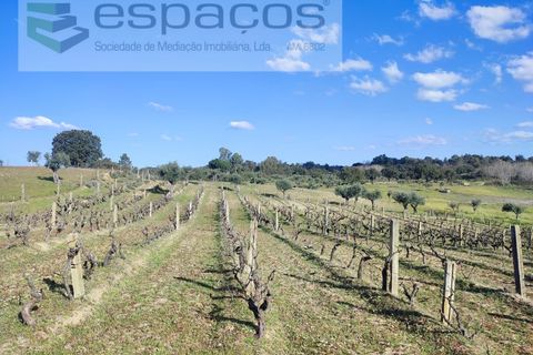 Farm i Castelo Branco, Castelo Branco, Castelo Branco - € 106.500 | Ref: 4383/RR-EM - foto 2
