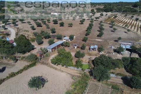 Farm i Castelo Branco, Castelo Branco, Castelo Branco - € 106.500 | Ref: 4383/RR-EM - foto 5