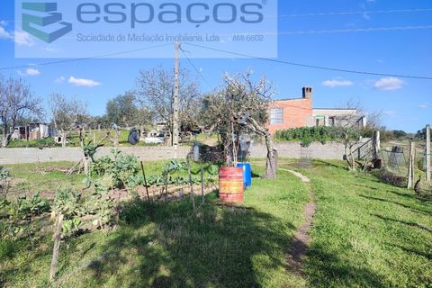 Farm i Castelo Branco, Castelo Branco, Castelo Branco - € 106.500 | Ref: 4383/RR-EM - foto 6