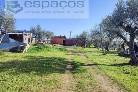 Farm i Castelo Branco, Castelo Branco, Castelo Branco - € 106.500 | Ref: 4383/RR-EM - foto 12