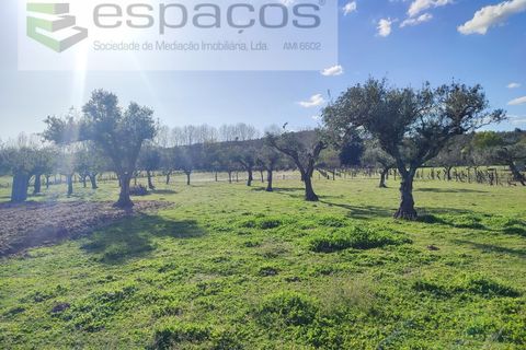 Farm i Castelo Branco, Castelo Branco, Castelo Branco - € 106.500 | Ref: 4383/RR-EM - foto 17