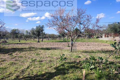 Farm i Castelo Branco, Castelo Branco, Castelo Branco - € 106.500 | Ref: 4383/RR-EM - foto 18