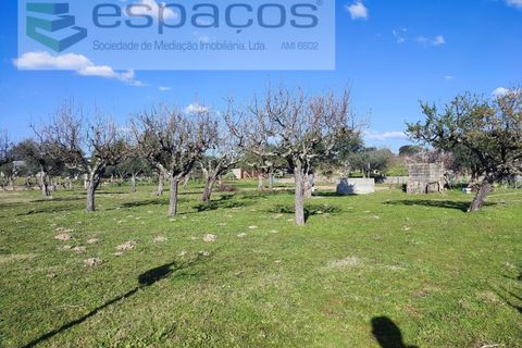 Farm i Castelo Branco, Castelo Branco, Castelo Branco - € 106.500 | Ref: 4383/RR-EM - foto 4