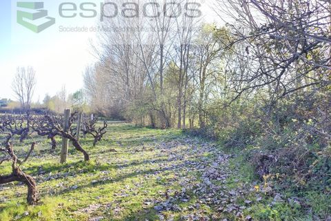 Farm i Castelo Branco, Castelo Branco, Castelo Branco - € 106.500 | Ref: 4383/RR-EM - foto 23
