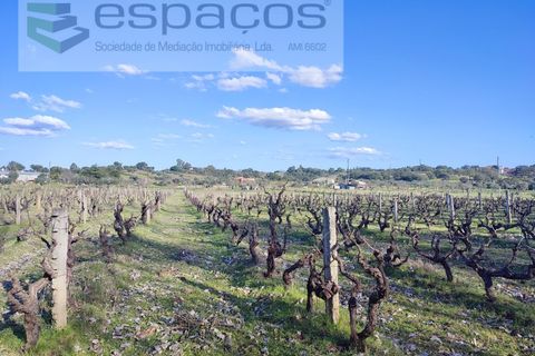 Farm i Castelo Branco, Castelo Branco, Castelo Branco - € 106.500 | Ref: 4383/RR-EM - foto 24