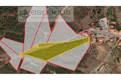 Farm i Castelo Branco, Castelo Branco, Castelo Branco - € 45.500 | Ref: 4388/RR-EM - foto 28
