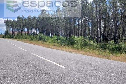 Farm i Castelo Branco, Castelo Branco, Castelo Branco - € 45.500 | Ref: 4388/RR-EM - foto 13