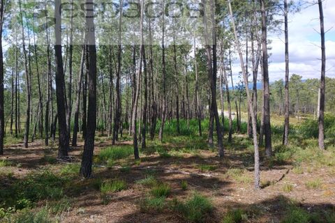 Farm i Castelo Branco, Castelo Branco, Castelo Branco - € 45.500 | Ref: 4388/RR-EM - foto 11