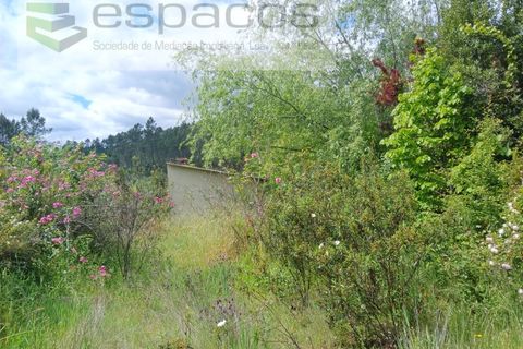 Farm i Castelo Branco, Castelo Branco, Castelo Branco - € 45.500 | Ref: 4388/RR-EM - foto 19