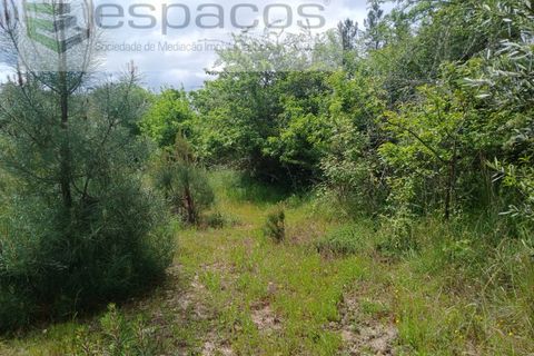 Farm i Castelo Branco, Castelo Branco, Castelo Branco - € 45.500 | Ref: 4388/RR-EM - foto 26