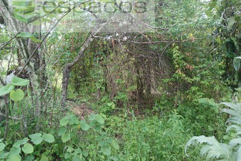 Farm i Castelo Branco, Castelo Branco, Castelo Branco - € 45.500 | Ref: 4388/RR-EM - foto 30