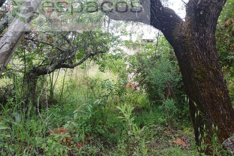 Farm i Castelo Branco, Castelo Branco, Castelo Branco - € 45.500 | Ref: 4388/RR-EM - foto 6