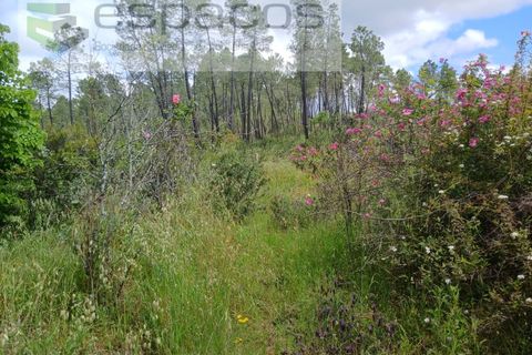 Farm i Castelo Branco, Castelo Branco, Castelo Branco - € 45.500 | Ref: 4388/RR-EM - foto 27