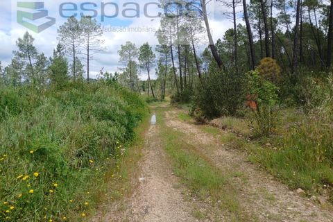 Farm i Castelo Branco, Castelo Branco, Castelo Branco - € 45.500 | Ref: 4388/RR-EM - foto 29