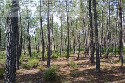 Farm i Castelo Branco, Castelo Branco, Castelo Branco - € 45.500 | Ref: 4388/RR-EM - foto 14