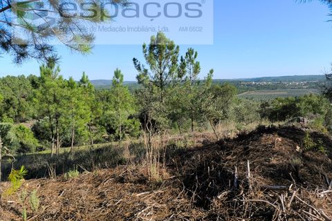 Helårsgrund i Castelo Branco, Castelo Branco, Castelo Branco - € 6.850 | Ref: 4412/EG - foto 5
