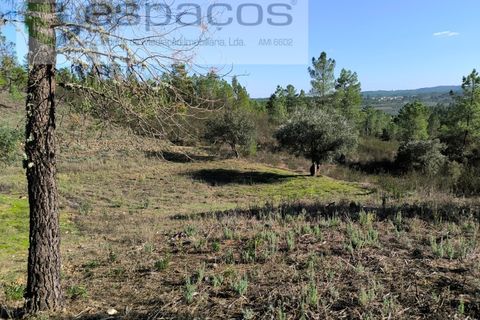 Helårsgrund i Castelo Branco, Castelo Branco, Castelo Branco - € 6.850 | Ref: 4412/EG - foto 8