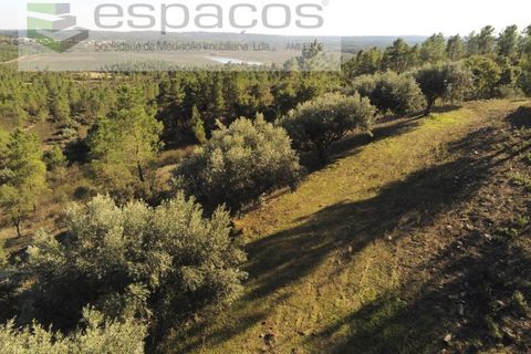 Helårsgrund i Castelo Branco, Castelo Branco, Castelo Branco - € 6.850 | Ref: 4412/EG - foto 9