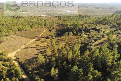 Helårsgrund i Castelo Branco, Castelo Branco, Castelo Branco - € 6.850 | Ref: 4412/EG - foto 17