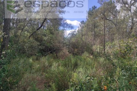 Helårsgrund i Castelo Branco, Castelo Branco, Castelo Branco - € 12.750 | Ref: 3770/MR - foto 8