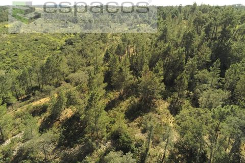 Helårsgrund i Castelo Branco, Castelo Branco, Castelo Branco - € 12.750 | Ref: 3770/MR - foto 10
