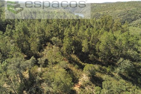 Helårsgrund i Castelo Branco, Castelo Branco, Castelo Branco - € 12.750 | Ref: 3770/MR - foto 11