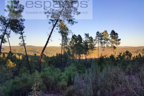 Helårsgrund i Castelo Branco, Castelo Branco, Castelo Branco - € 5.750 | Ref: 4452/AC - foto 2