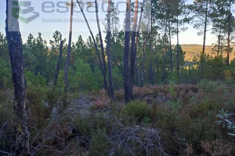 Helårsgrund i Castelo Branco, Castelo Branco, Castelo Branco - € 5.750 | Ref: 4452/AC - foto 3