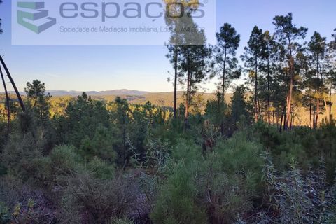Helårsgrund i Castelo Branco, Castelo Branco, Castelo Branco - € 5.750 | Ref: 4452/AC - foto 4