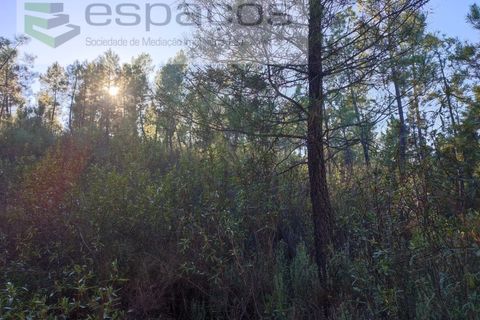 Helårsgrund i Castelo Branco, Castelo Branco, Castelo Branco - € 5.750 | Ref: 4452/AC - foto 7