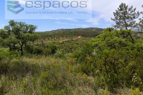 Helårsgrund i Castelo Branco, Castelo Branco, Castelo Branco - € 22.000 | Ref: 3805/MR - foto 19