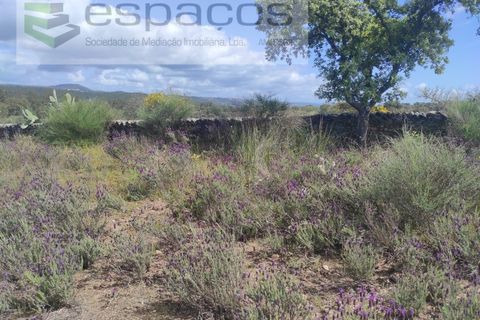 Helårsgrund i Castelo Branco, Castelo Branco, Castelo Branco - € 22.000 | Ref: 3805/MR - foto 25