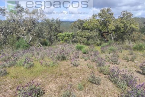 Helårsgrund i Castelo Branco, Castelo Branco, Castelo Branco - € 22.000 | Ref: 3805/MR - foto 27